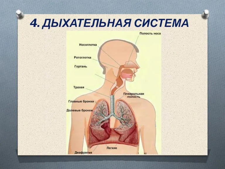 4. ДЫХАТЕЛЬНАЯ СИСТЕМА