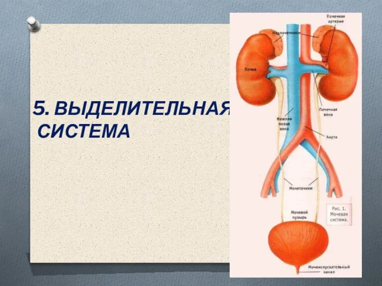 5. ВЫДЕЛИТЕЛЬНАЯ СИСТЕМА