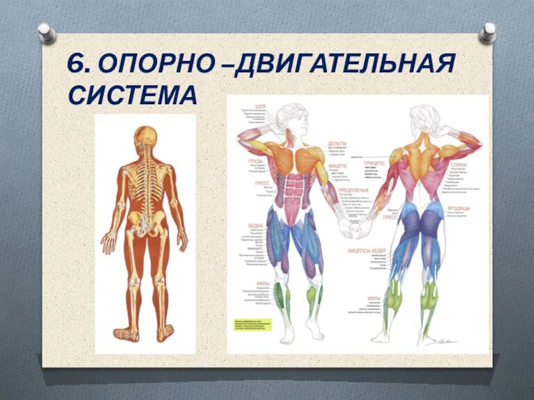 6. ОПОРНО –ДВИГАТЕЛЬНАЯ СИСТЕМА