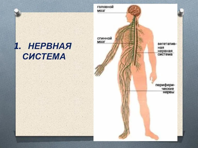 НЕРВНАЯ СИСТЕМА