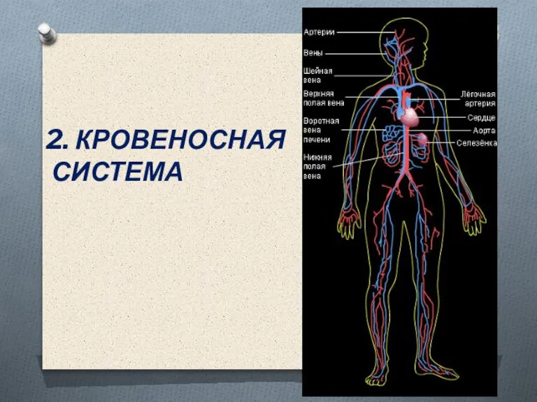 2. КРОВЕНОСНАЯ СИСТЕМА