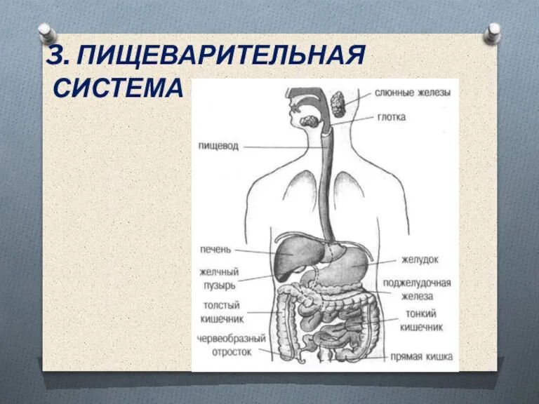 3. ПИЩЕВАРИТЕЛЬНАЯ СИСТЕМА