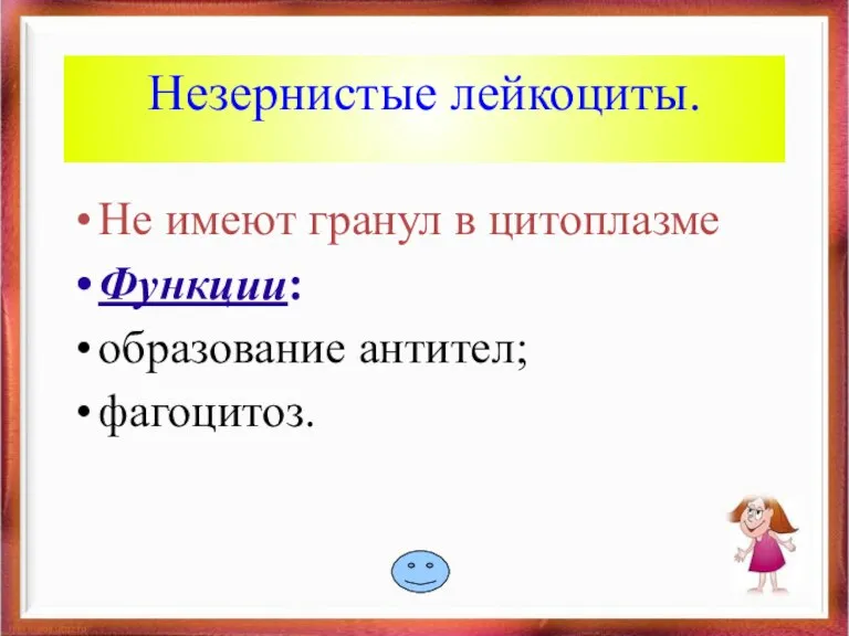 Незернистые лейкоциты. Не имеют гранул в цитоплазме Функции: образование антител; фагоцитоз.