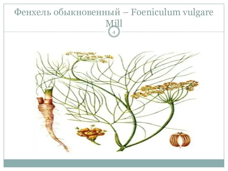 Фенхель обыкновенный – Foeniculum vulgare Mill