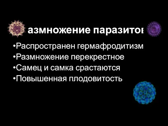 Размножение паразитов Распространен гермафродитизм Размножение перекрестное Самец и самка срастаются Повышенная плодовитость