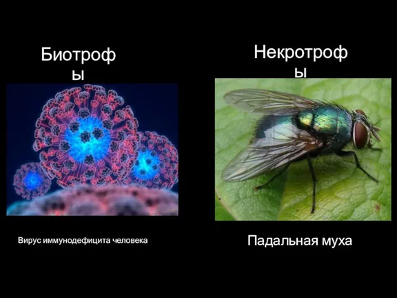 Биотрофы Вирус иммунодефицита человека Некротрофы Падальная муха