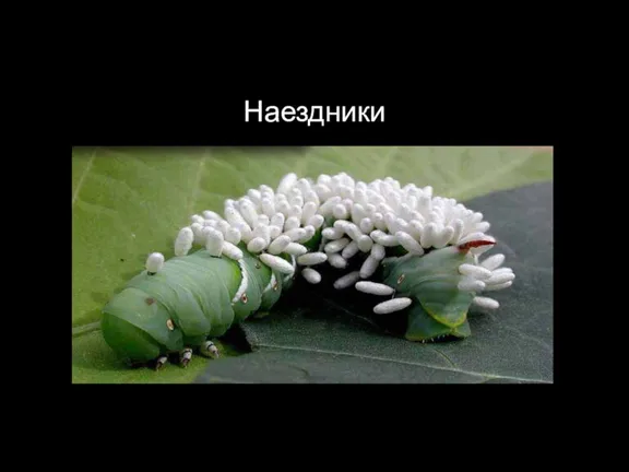 Наездники