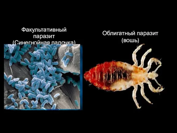 Факультативный паразит (Синегнойная палочка) Облигатный паразит (вошь)