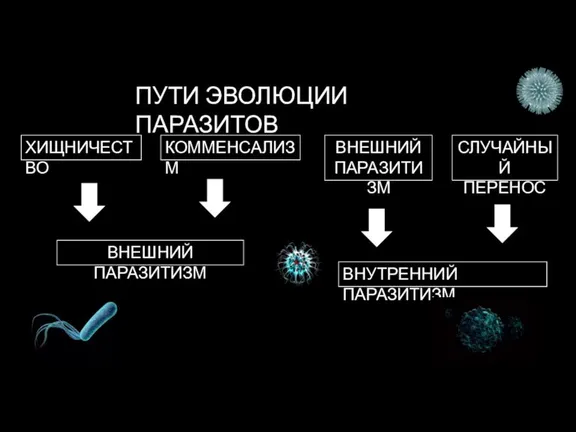 ПУТИ ЭВОЛЮЦИИ ПАРАЗИТОВ ХИЩНИЧЕСТВО КОММЕНСАЛИЗМ ВНЕШНИЙ ПАРАЗИТИЗМ ВНЕШНИЙ ПАРАЗИТИЗМ СЛУЧАЙНЫЙ ПЕРЕНОС ВНУТРЕННИЙ ПАРАЗИТИЗМ