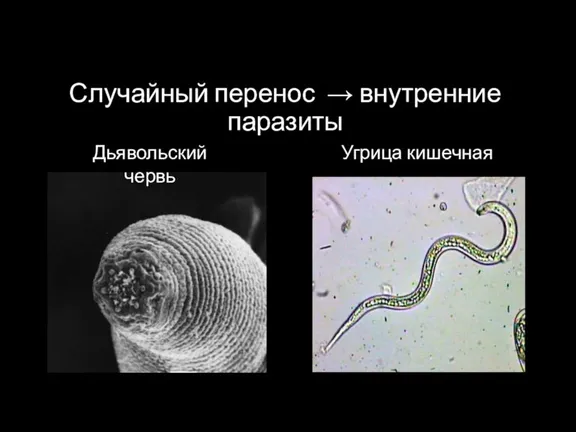 Случайный перенос → внутренние паразиты Дьявольский червь Угрица кишечная