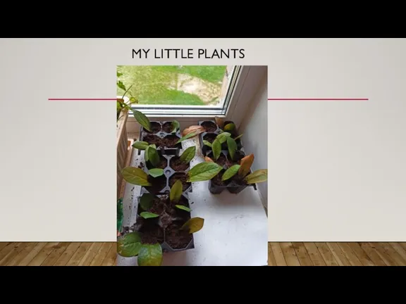 MY LITTLE PLANTS