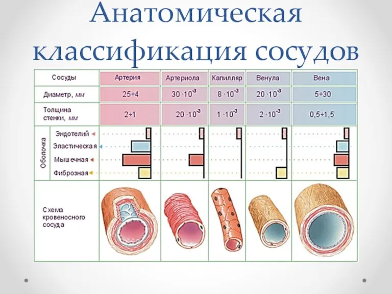 Анатомическая классификация сосудов