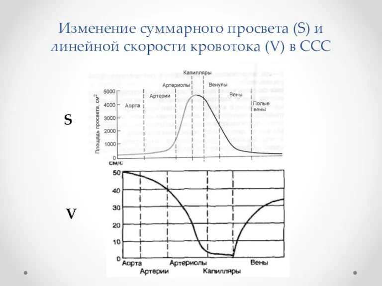 Изменение суммарного просвета (S) и линейной скорости кровотока (V) в ССС S V