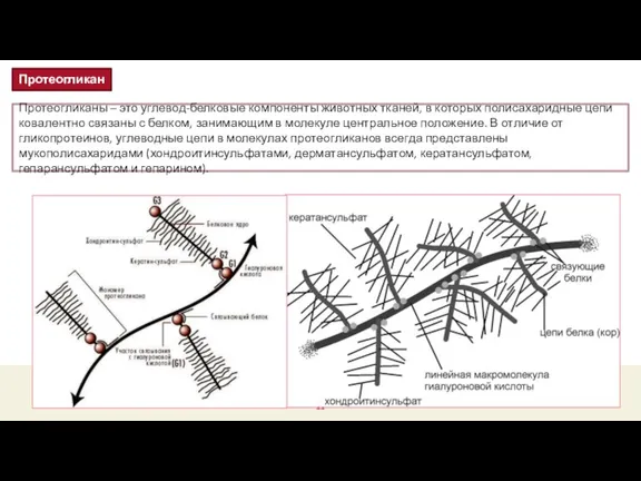 Протеогликаны – это углевод-белковые компоненты животных тканей, в которых полисахаридные цепи ковалентно