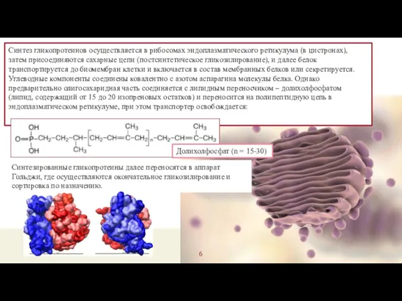 Синтез гликопротеинов осуществляется в рибосомах эндоплазматического ретикулума (в цистронах), затем присоединяются сахарные