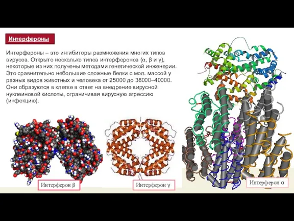 Интерфероны Интерферон β Интерферон γ Интерферон α Интерфероны – это ингибиторы размножения