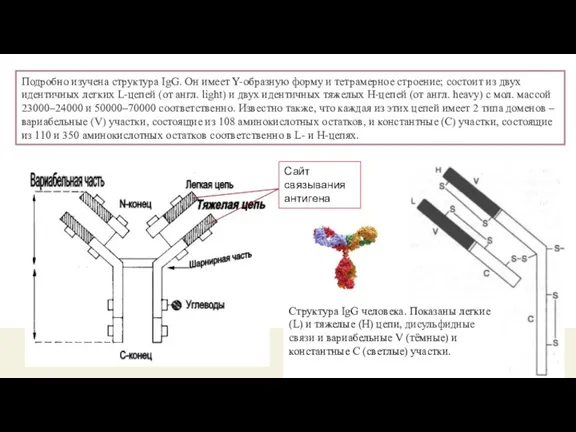 Подробно изучена структура IgG. Он имеет Y-образную форму и тетрамерное строение; состоит