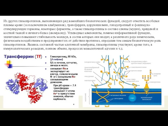 Из других гликопротеинов, выполняющих ряд важнейших биологических функций, следует отметить все белки