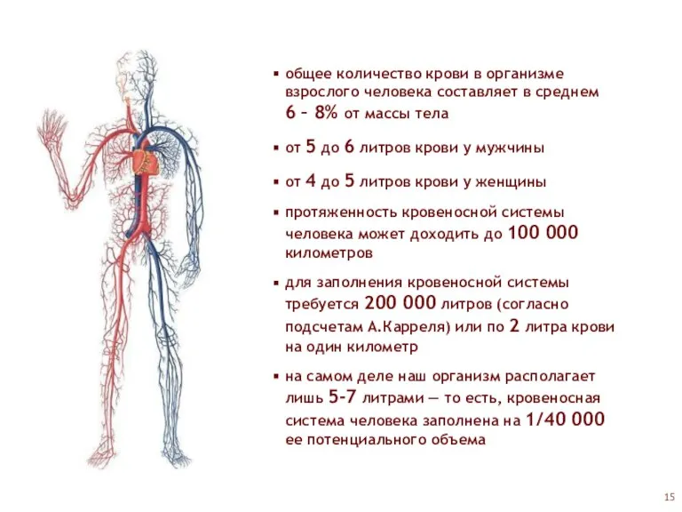 общее количество крови в организме взрослого человека составляет в среднем 6 –