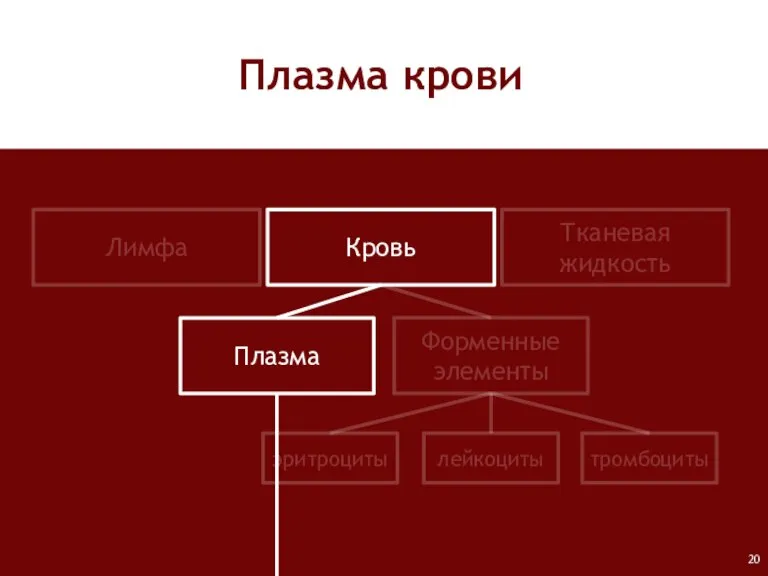 Лимфа Кровь Тканевая жидкость Плазма Форменные элементы лейкоциты тромбоциты эритроциты Плазма крови