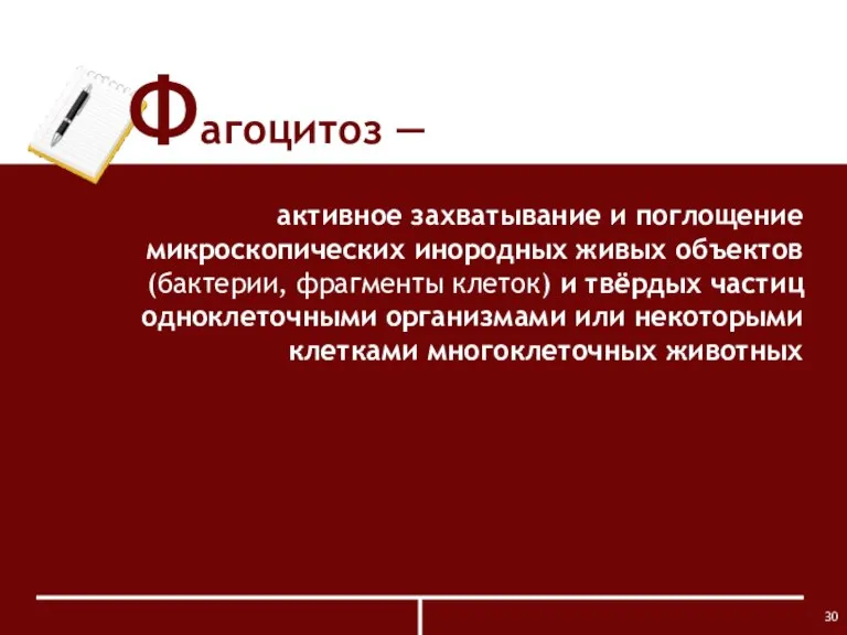 Фагоцитоз ― активное захватывание и поглощение микроскопических инородных живых объектов (бактерии, фрагменты