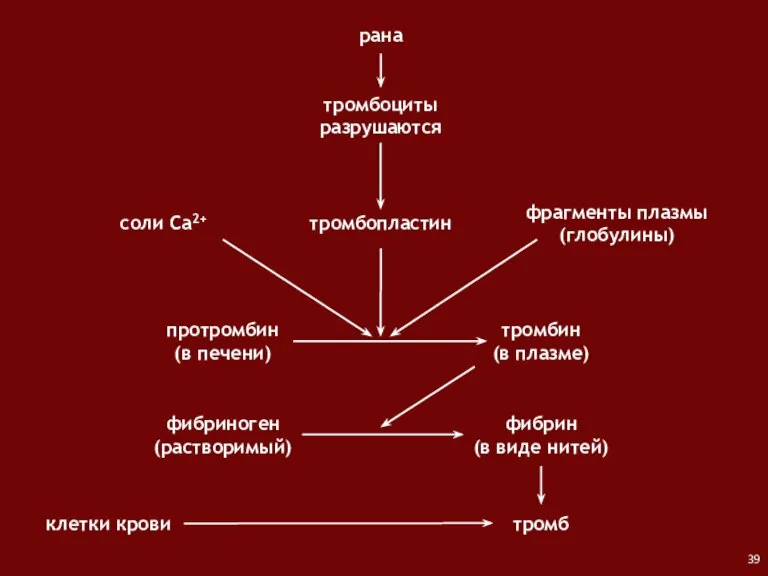 рана тромбоциты разрушаются протромбин (в печени) соли Са2+ фрагменты плазмы (глобулины) тромбин