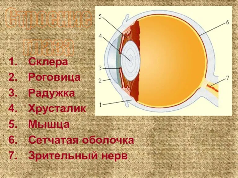 Склера Роговица Радужка Хрусталик Мышца Сетчатая оболочка Зрительный нерв Строение глаза