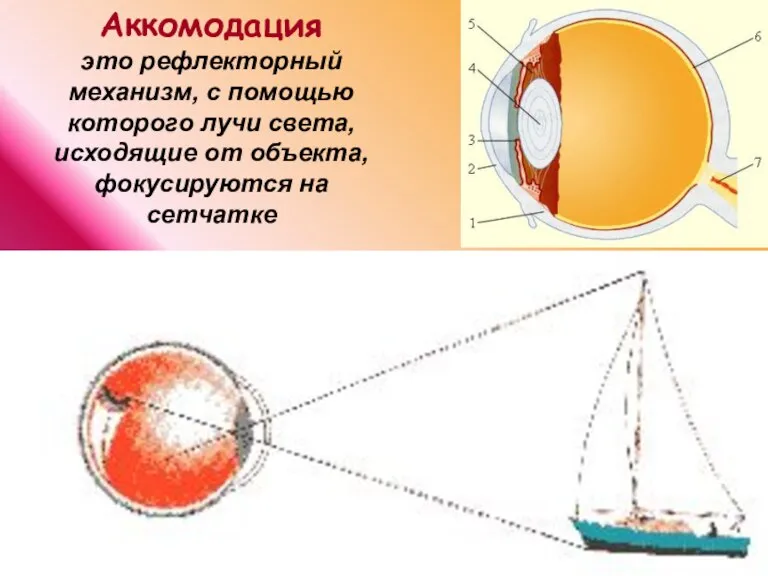 Аккомодация это рефлекторный механизм, с помощью которого лучи света, исходящие от объекта, фокусируются на сетчатке