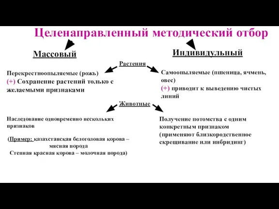 Целенаправленный методический отбор Массовый Индивидульный Перекрестноопыляемые (рожь) (+) Сохранение растений только с