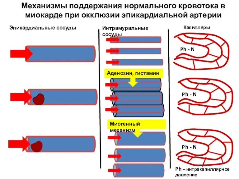 Аденозин, гистамин Эпикардиальные сосуды Интрамуральные сосуды Капилляры Ph - N Ph -