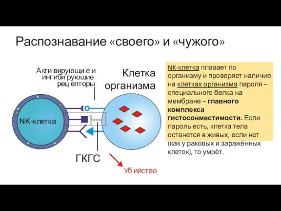 Распознавание «своего» и «чужого» NK-клетка плавает по организму и проверяет наличие на