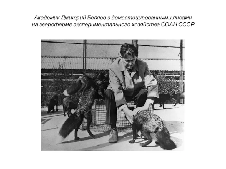 Академик Дмитрий Беляев с доместицированными лисами на звероферме экспериментального хозяйства СОАН СССР