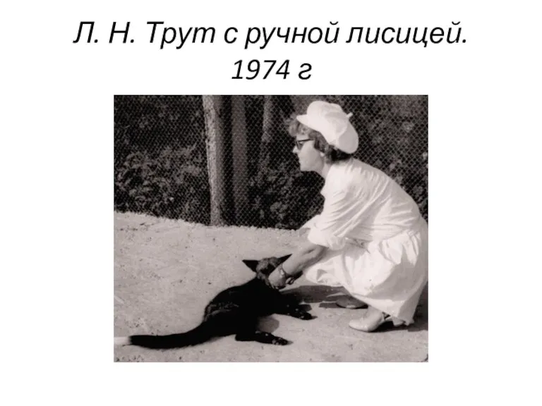 Л. Н. Трут с ручной лисицей. 1974 г