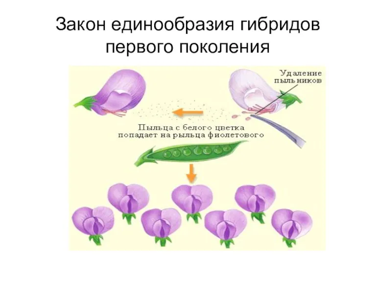 Закон единообразия гибридов первого поколения