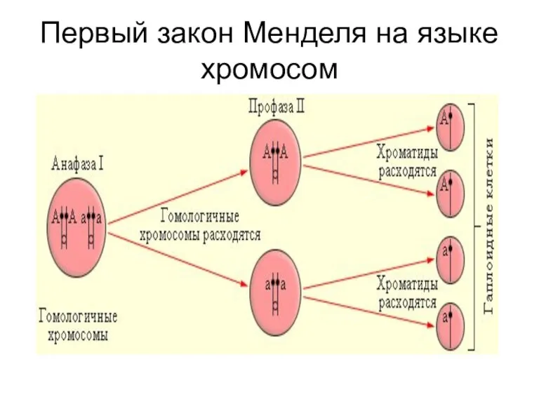 Первый закон Менделя на языке хромосом