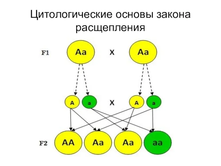 Цитологические основы закона расщепления