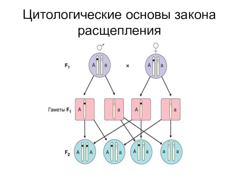 Цитологические основы закона расщепления