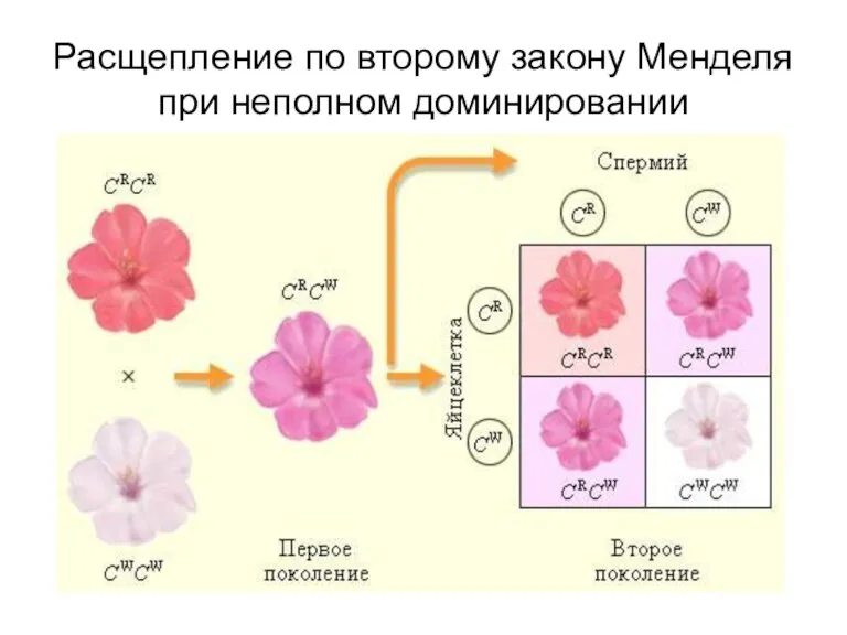 Расщепление по второму закону Менделя при неполном доминировании