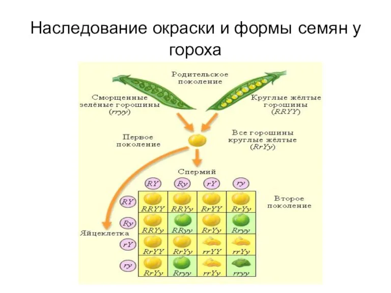 Наследование окраски и формы семян у гороха