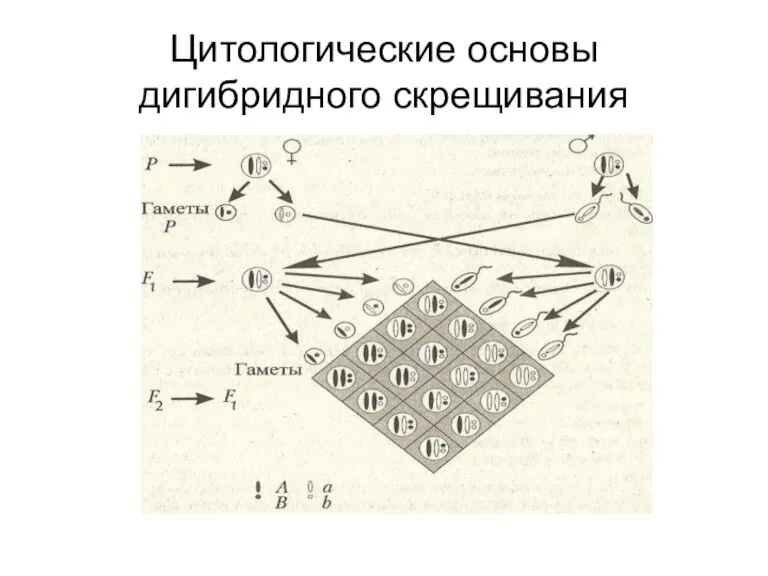 Цитологические основы дигибридного скрещивания