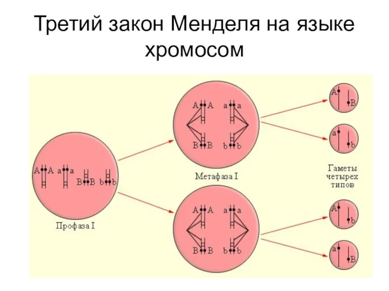 Третий закон Менделя на языке хромосом