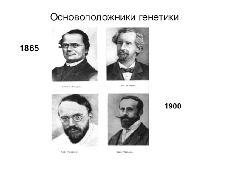 Основоположники генетики 1900 1865