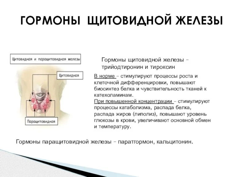 Гормоны щитовидной железы – трийодтиронин и тироксин В норме – стимулируют процессы