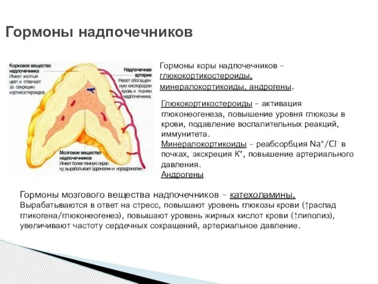 Гормоны надпочечников Гормоны коры надпочечников – глюкокортикостероиды, минералокортикоиды, андрогены. Глюкокортикостероиды – активация