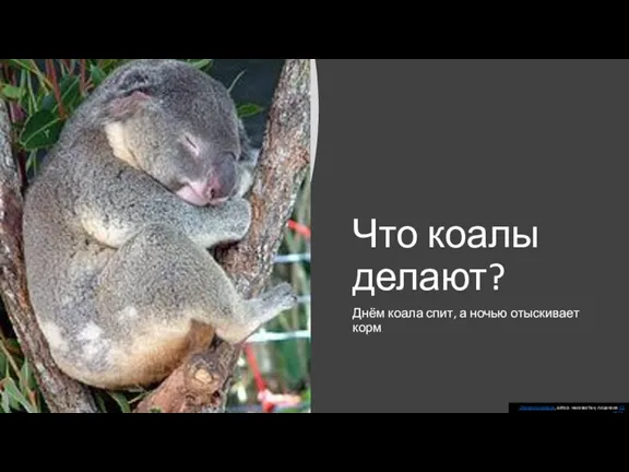 Что коалы делают? Днём коала спит, а ночью отыскивает корм Эта фотография,