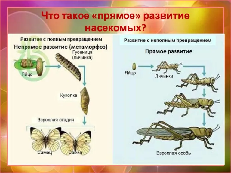 Что такое «прямое» развитие насекомых?