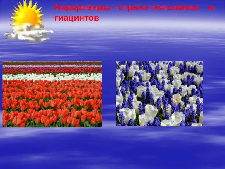 Нидерланды - страна тюльпанов и гиацинтов