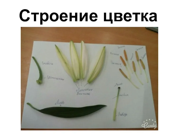 Строение цветка