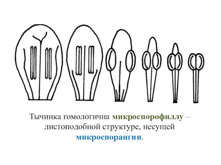 Тычинка гомологична микроспорофиллу – листоподобной структуре, несущей микроспорангии.