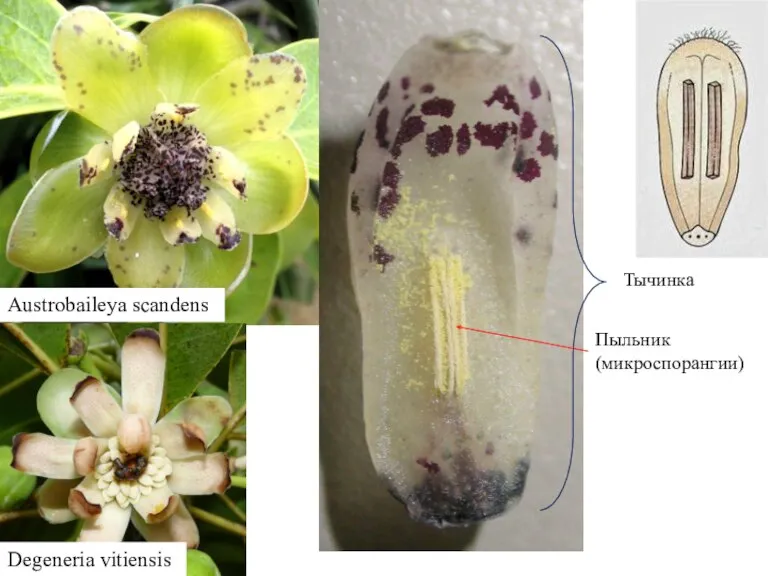 Austrobaileya scandens Тычинка Пыльник (микроспорангии) Degeneria vitiensis